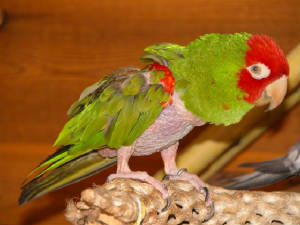 cherryheadoscar.jpg