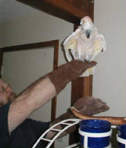 thumperflying.jpg