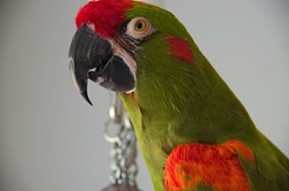 bellaprofile.jpg