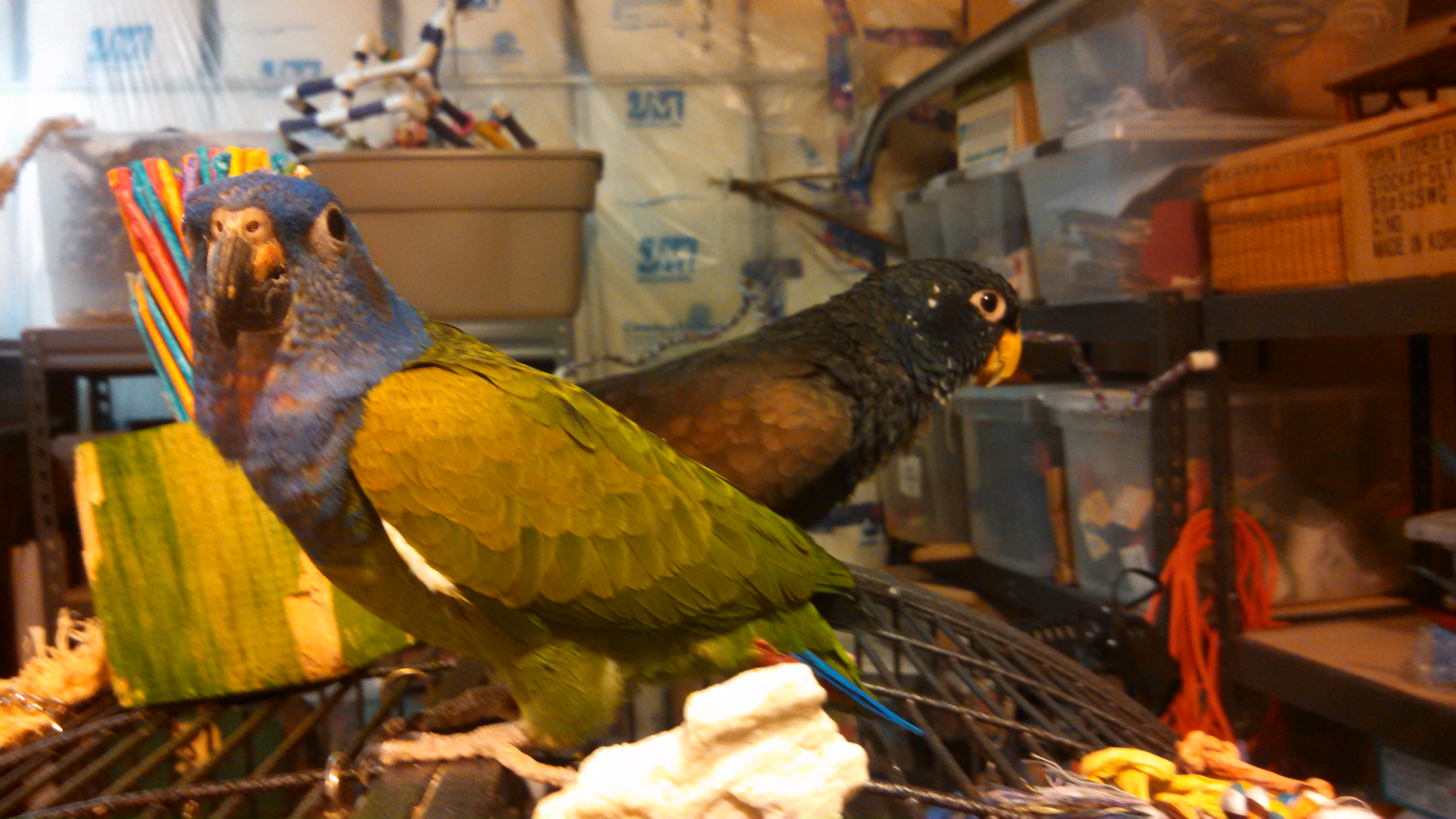 meet turk and spanky meet turk and spanky